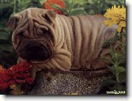 Bobík a Terezka,psíci mé kamarádky