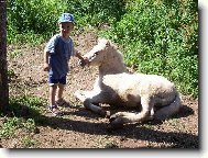 Matěj a hříbátko