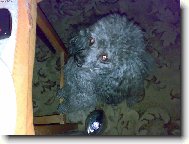 Chce te mě... Ja vas ne... Mam svého páníčka..