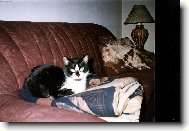 Vděčný televizní divák