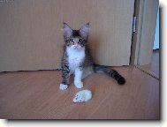 Kotě mainské mývalí kočky