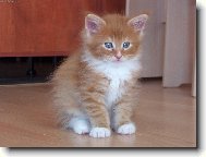 Jsem malej, ale šikovnej