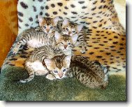 maličkatí bengálci