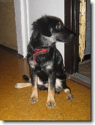 Jsem míšenka Rotvajlera a Ovčáka