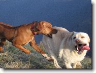 Neutečeš jsem lepší