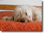 . . . . přemýšlím. . . .