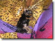 Axíček štěňátko