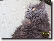 Naše hraběnka Mazlík