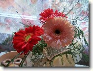 KYTIČKA K NAROZENINÁM