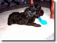 to sem byl jestě malej kluk nosil jsem péro šíp a luk ted už mě fory nebaví myslim na feny toulavííí