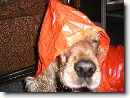 Nové technické služby