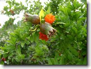 květ s malím plodem granátového jablka