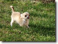 Naše čivaví dítko