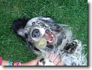 Cheynn z Mešínské hájovny