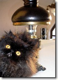 perský kocour Pucci