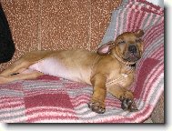 Unavené psí děcko