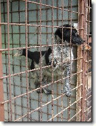 těžký život bez pána v útulku