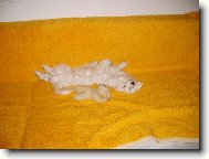 Takhle spinká spravný pejsek