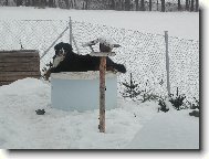 Agátka hlídá domeček