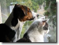 Pejsek Hugo s kočkou Pepinou