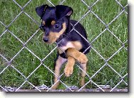 za plotem je určitě tráva zelenější....