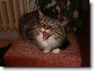 Sultánek šelmička