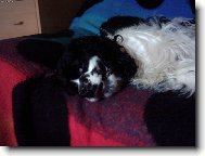 Haf mám tě na háku, dělám si z tebe jen legraci...