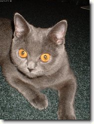 Naše číča Deniska