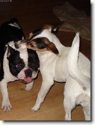 Hrátky s Bugghinkou..