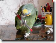 Amazoňan oranžovokřídlý