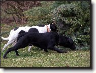 Nález zavaleného lesníka