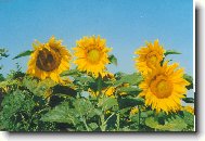 Otáčím se za sluncem