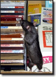 Máte "O myších a lidech"?