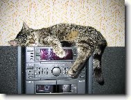 Micka při poslechu rádia