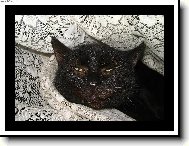 Naše třináctiletá Micinka