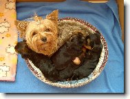 Mačkání v pelíšku