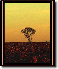 Opuštěný starý strom