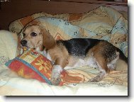 V peřinách tam je hej...