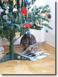 Vánoční králíček