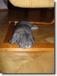 Králičí pohodička