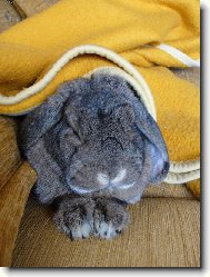 Odpolední králičí siesta