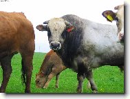 tak tomu říkám bejk...