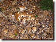 Hnízdo praváků - kolik jich napočítáte?