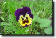 krásně nám to u nás na zahrádce kvete!