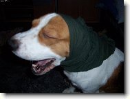 Babičko ty máš ale velký zuby