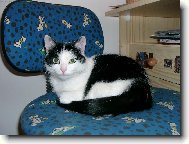 Krásná domácí kočička