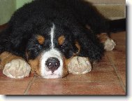 To je můj Fabiánek