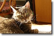 Naše kočka Eliška