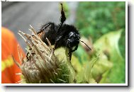 Krkonošský čmelda