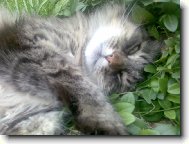 Náš kocourek Čiko